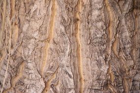 Tree Bark Wood Texture Nature