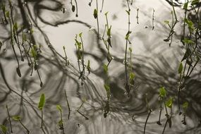 Water Plant Nature Lake