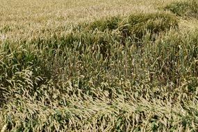 Background Wheat Field Cornfield