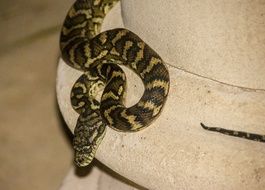 Carpet Python Python Australia