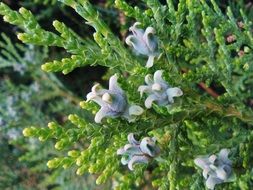 Thuja Foliage Mag Green Branch