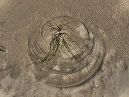 Sand Beach Blade Of Grass