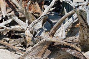Driftwood Beach Background
