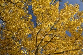 Autumn Color Golden Autumn