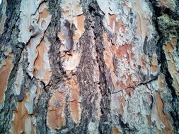 Trunk Bark Texture Background