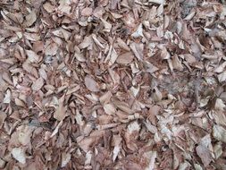 Leaves Brown Nature Pattern