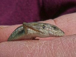 lizard on human hand