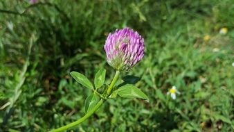 wallpaper with red clover