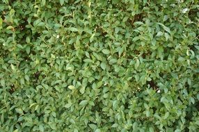 Green Foliage Hedge Structure