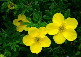 Blossom Bloom Finger Shrub Close
