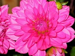 background image with pink dahlia flower