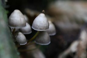 autumn mushrooms on a tree in the forest