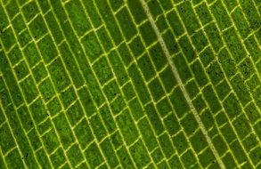 background with green leaf closeup