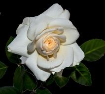 Petals Flower White Flower Rosa