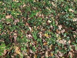 Texture Green Leaves Forest