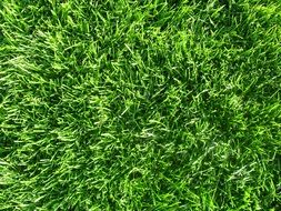 Grass Background Texture Meadow