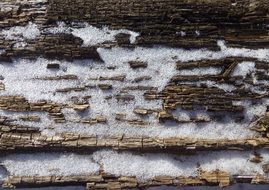 Texture Wood Snow Bark Tree