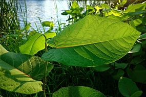 Leaf Foliage Vein Backlight