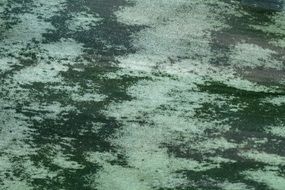 Leaf Plant Pattern Texture