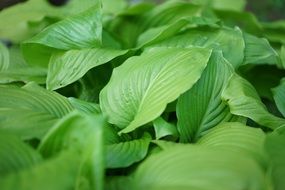 Plants Basho Pattern Wipes