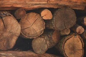 Wood Winter Autumn Summer