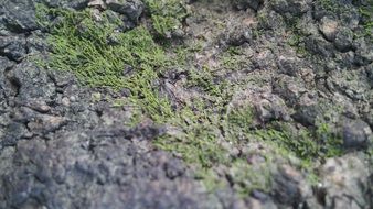 rock with moss background
