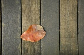 The Leaves Wood Background Autumn