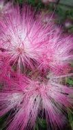 Flowers Rosa Pink Flower Spring