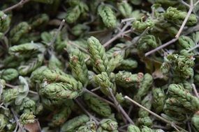 Oregano Spice Herbs Plant Dried