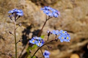 wallpaper with spring wild flowers