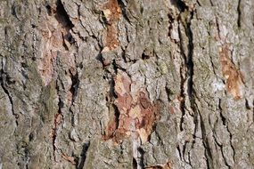 Tree Tree Bark Texture Bark