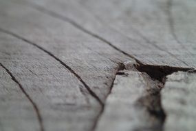 Wood Grain Abstract Close Up