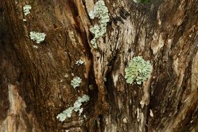 Texture Tree Big Tree Forest