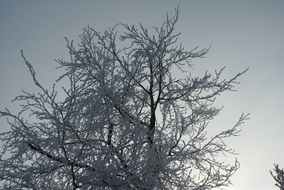 Background Snow Freezing Tree