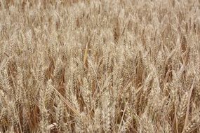 Background Images Wheat Barley