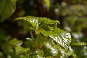 young green leaves after rain