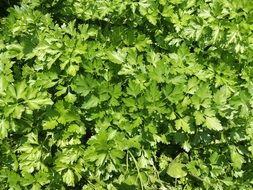 Parsley Seasoning Background