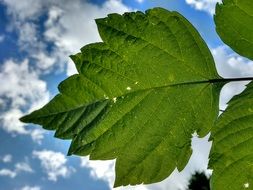 Leaf Veins Rip Green Sky