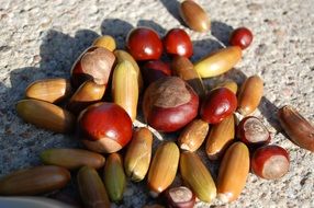 Chestnuts Acorns Autumn