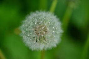 Dandelion Background Nature