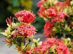 Flower Red Ixora Garden Bush