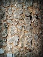 light pine bark close up as background