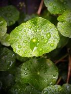 grgreen leaves in the water drops among the branches
