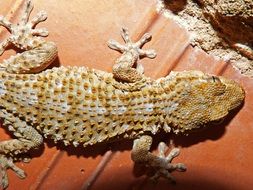 Gecko Dragon Reptile Texture