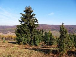 Christmas trees on the field