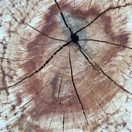 Wood Trunk Tree Cut Trunk