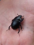 Beetle Hand Texture