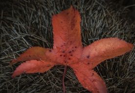 Leaf Red Autumn Fall Leaves