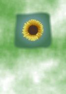 yellow flower on a green square