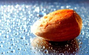 Hazelnut on the wet surface